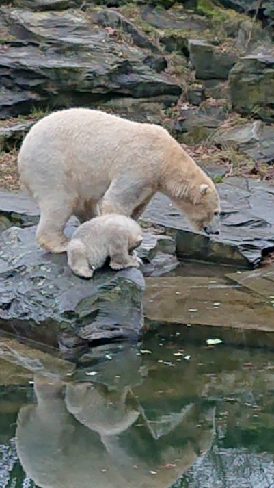 Tierparkprojekt dsc 0155 red